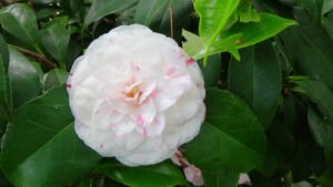 Camellia 5