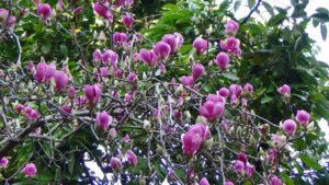 Magnolia soulangiana 3