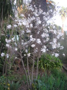 Magnolia stellata 2