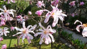 magnolia loebnerii 1