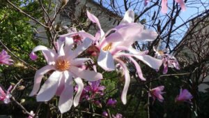 magnolia loebnerii 2