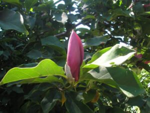 magnolia nigra